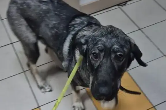 Найдена собака, Санкт-Петербург, фото: Собака найдена у Подвойского, 37, СПб