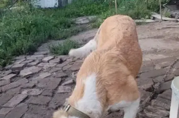 Собаки потеряшки, Кемеровская область, фото: Потеряшка собака в Прокопьевске, Кем. обл.