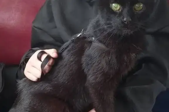 Пропала кошка, Перовская ул. 28, Москва