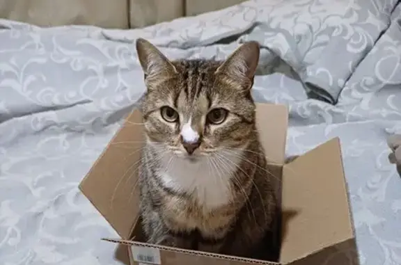 Кошки потеряшки, Медвежьегорск, фото: Потеряшка кошка, ул. Труда, Медвежьегорск