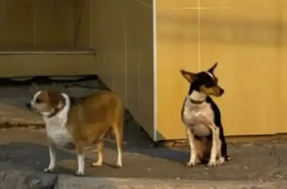 Найденные животные Новосибирская область, фото: Собачки найдены: Новосибирск, обл.