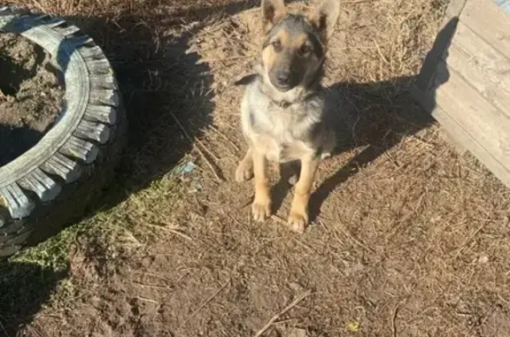 Пропала собака, Заводская ул., Чита