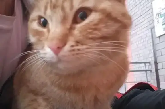 Кошка найдена, ул. Чернякова, 1, Йошкар-Ола