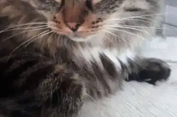 Кошки потеряшки, Марьино, фото: Потеряшка кот, Светлый бульвар, 10