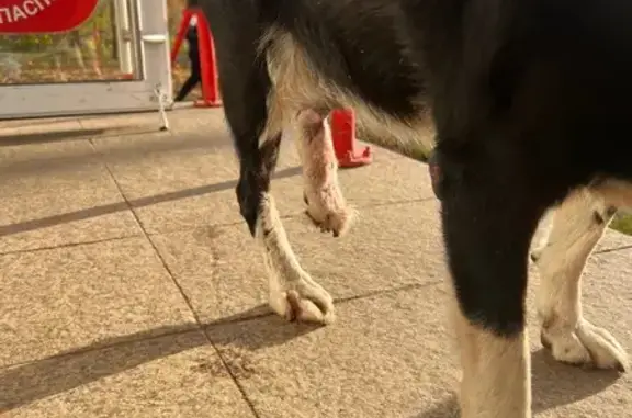 Найдена собака, Йошкар-Ола, фото: Найдена собака на Суворова, 4А, Йошкар-Ола