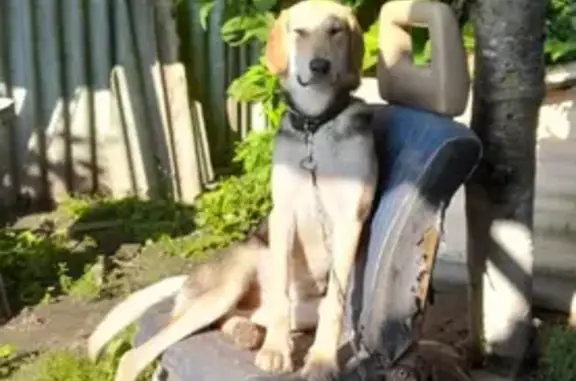 Пропала гончая, Центральная 100А, Н. Прыски