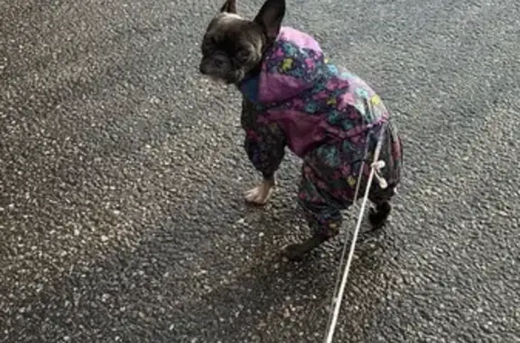 Собака найдена: Старый Оскол, Белгородская