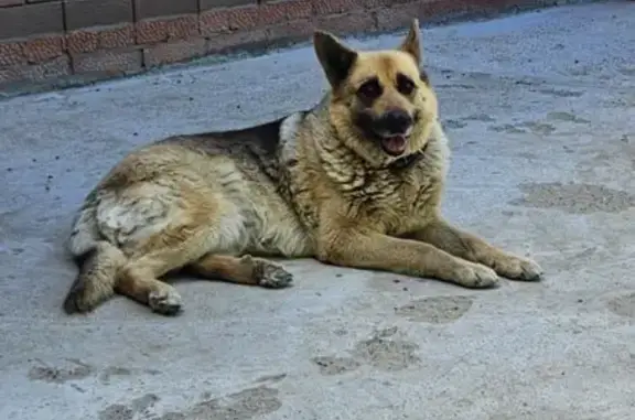 Собаки потеряшки, , фото: Потеряшка собака в СНТ Заречье-2, Татарстан