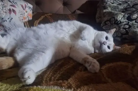 Пропала кошка, Челябинск, Гранитная 33