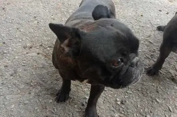 Найдена собака, Ростов-на-Дону, фото: Французский бульдог найден на Вагулевского, 96