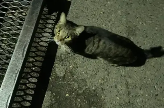 Найдена кошка, Томск, фото: Кошка найдена: ул. Говорова, 17Г, Томск