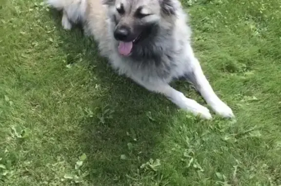 Пропала собака, ул. Михалькова, Владимир