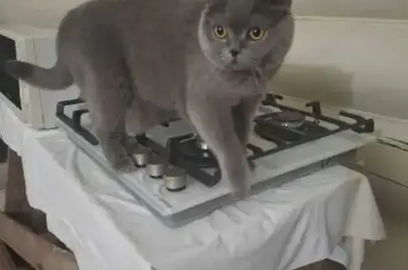 Кошки потеряшки, Ивановская область, фото: Потеряшка кошка, Иваново, Балино, ОРС