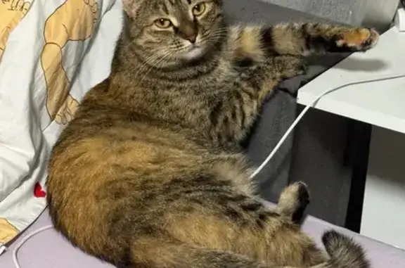 Кошки потеряшки, Челябинск, фото: Потеряшка кошка, Салютная 8, Челябинск