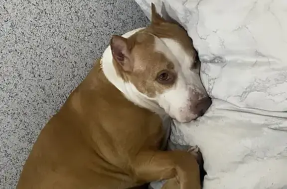 Потерянные животные Нягань, фото: Пропала собака, питбуль, 33, Нягань