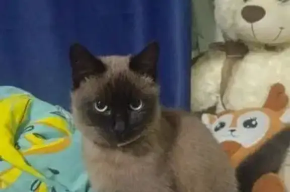 Найдена кошка, Павловская, фото: Кошка найдена: ул. Пушкина 129, Павловская