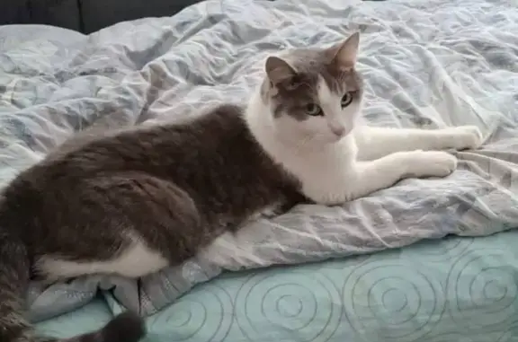 Пропала кошка, Жуковского 22, Ковров