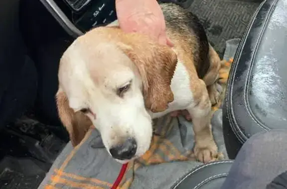 Найдена собака, Юрьев-Польский, фото: Бигль найден на Шибанкова, 144, Юрьев-Польский