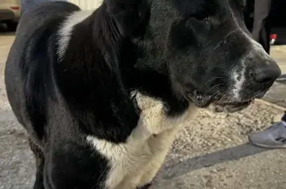 Найдена собака, Астраханская область, фото: Собака найдена у автосалона, Астрахань