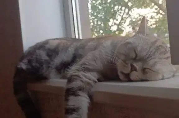 Кошки потеряшки, Белорецк, фото: Потеряшка кошка, Уральская 257, Белорецк