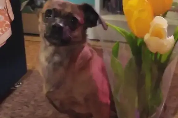 Собаки потеряшки, Ярославль, фото: Потеряшка собака, Златоустинская ул., Ярославль