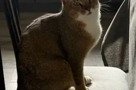 Кошки потеряшки, Радужный, фото: Потеряшка кошка, Коммунальная ул., 2