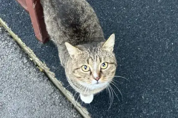 Найдена кошка, Иншинский, фото: Кошка найдена: бульвар Победы, 4