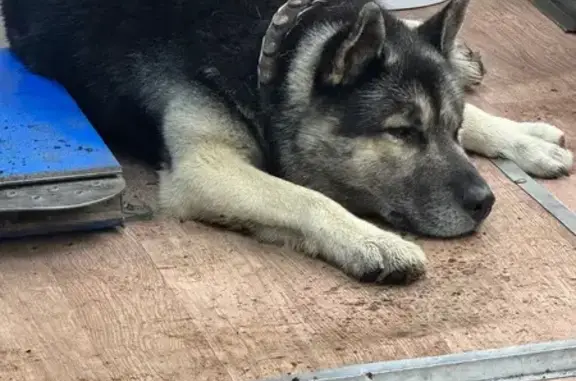 Найдена собака, Петровское, фото: Собака найдена у АЗС «Трасса», Петровское