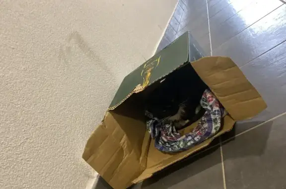 Кошка найдена: Старокаменная 3А, Калининград