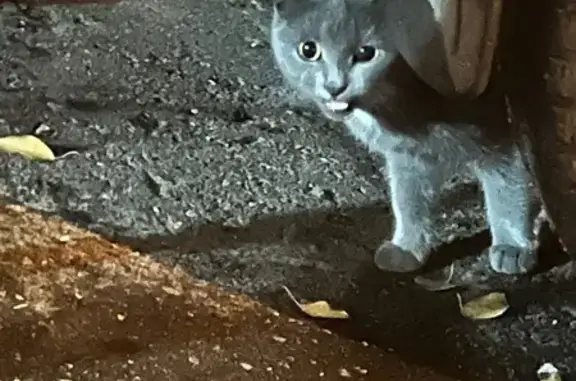 Найдена кошка, , фото: Серая кошка найдена на Кижеватова, 17