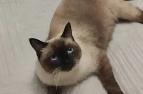 Кошки потеряшки, Алтайский край, фото: Потеряшка кошка, Санниково, Алтайский край