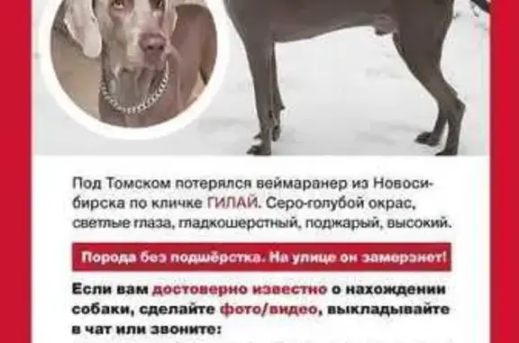 Пропала собака, ул. Королёва 2, ЗС