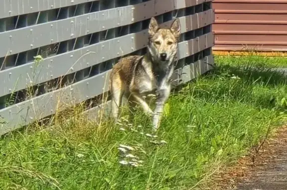 Собаки потеряшки, Ленинградская область, фото: Потеряшка собака, СНТ Сестрорецкое, Дина