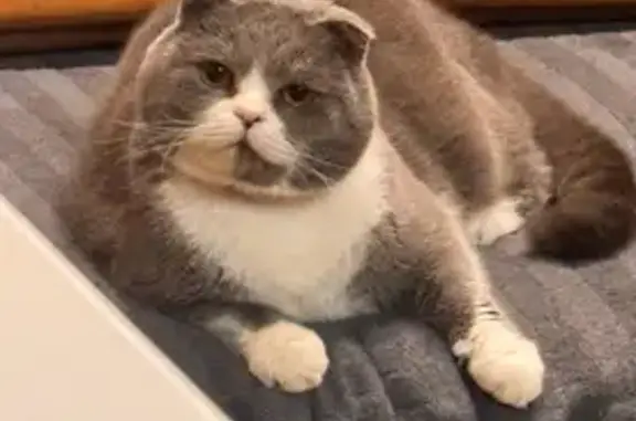 Кошки потеряшки, Ставрополь, фото: Потеряшка кошка, Карьерная 54, Ставрополь