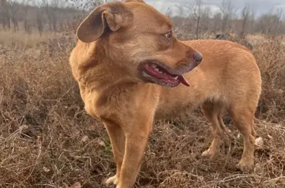 Найдена собака, Клетский, фото: Собака найдена в районе х. Клетский, Волгоград