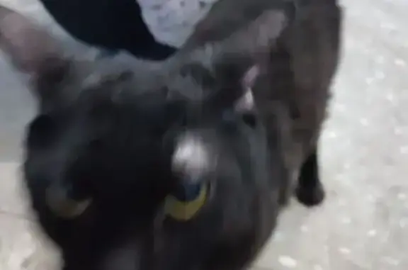 Найдена кошка, , фото: Найдена кошка, ул. Терновского, 154А