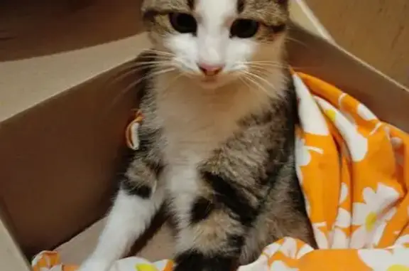 Найдена кошка, , фото: Кошка найдена: Строительная ул., Бахчисарай