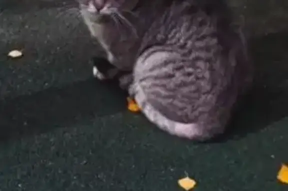 Найдена кошка, Люберцы, фото: Котик найден: ул. Льва Толстого, 5, Люберцы