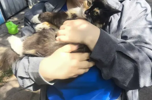 Пропала кошка, ул. Болотникова, 12, Копейск