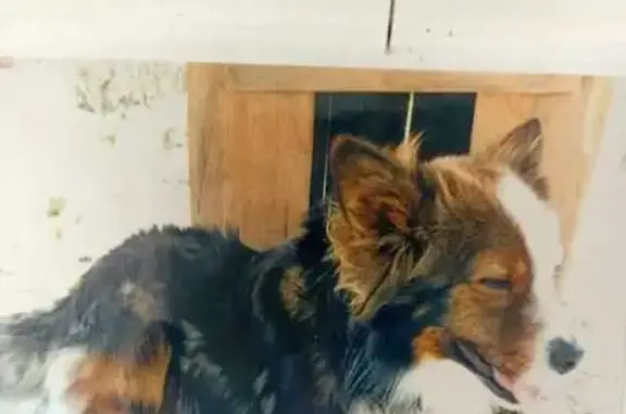 Собаки потеряшки, Ессентуки, фото: Потеряшка собака в парке, Ессентуки