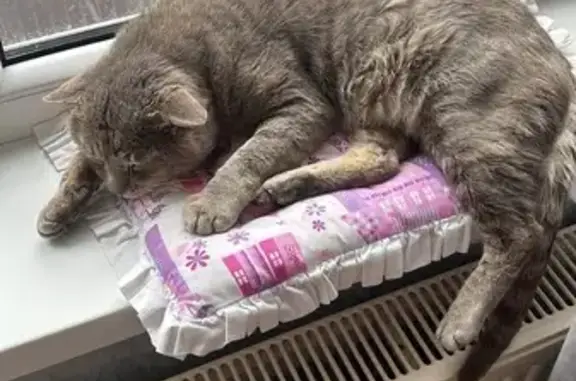 Кошка найдена в Гурьевске, Прудовый пер., 6
