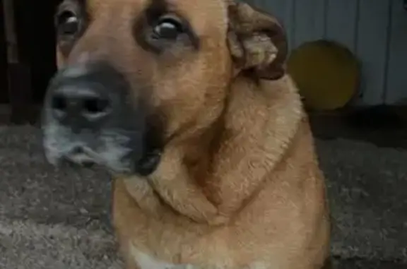 Найдена собака, , фото: Собака найдена в Нажицах, МО