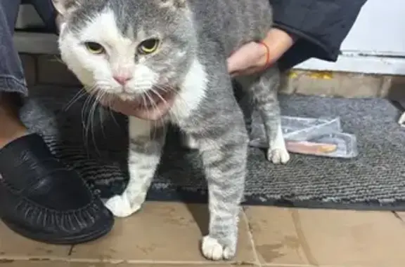 Кошка найдена: пр. Мира, 73, Москва