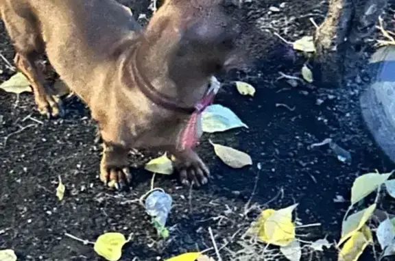 Найдена собака, Оренбург, фото: Найдена такса, 13-я Линия 4, Оренбург