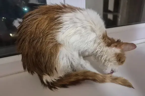 Кошка найдена у Fly Park, Уфа, 50 лет СССР, 37