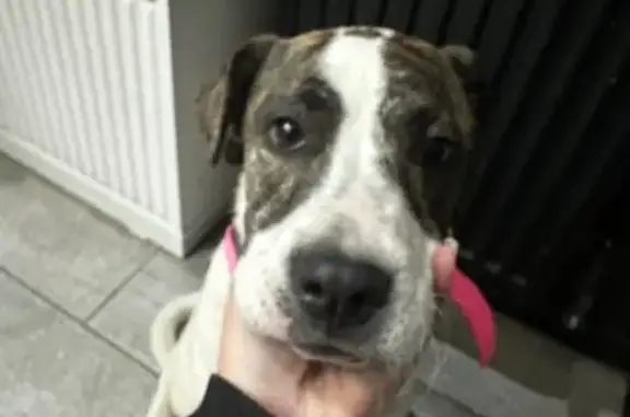 Найдена собака, Ростов-на-Дону, фото: Собака найдена: Самшитовая ул, 5, Ростов-на-Дону