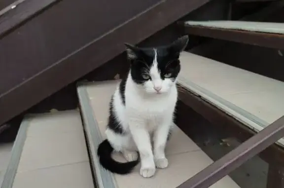 Пропала кошка, ул. Дружбы, 26, Волжский