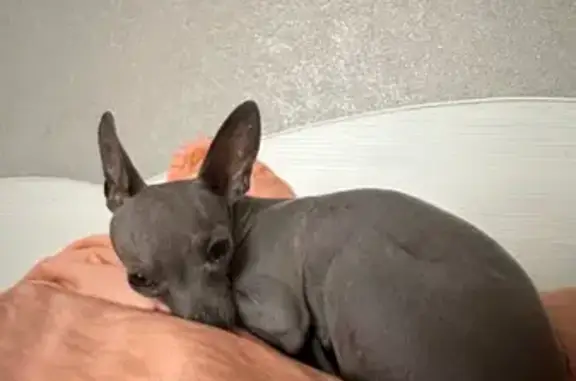 Пропала собака, 2-й Кооперативный пр., Барнаул