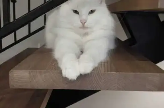 Кошки потеряшки, Энгельс, фото: Потеряшка котик, Береговая ул., Энгельс