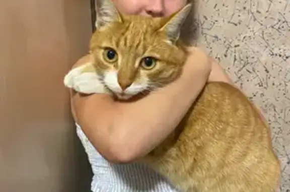 Кошки потеряшки, , фото: Потеряшка кошка на Пролетарской, Власиха